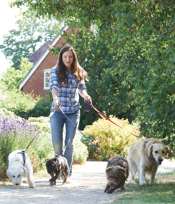 Professional Dog Walker Taking Multiple Dogs Out on a Walk