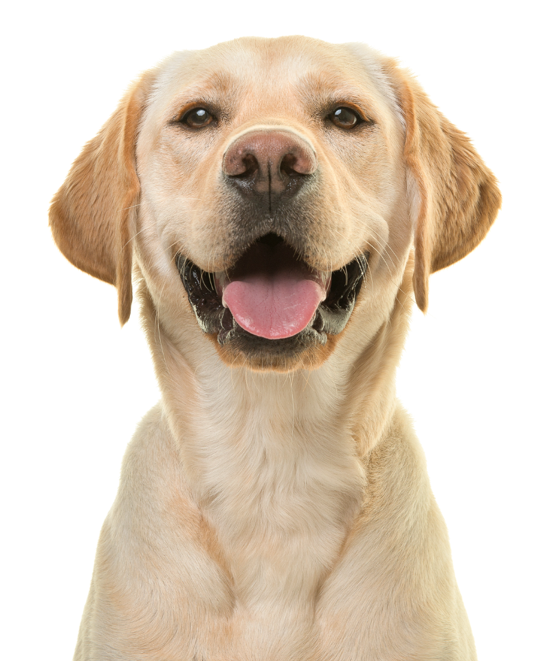 Photo of Happy Golden Labrador Looking At Screen